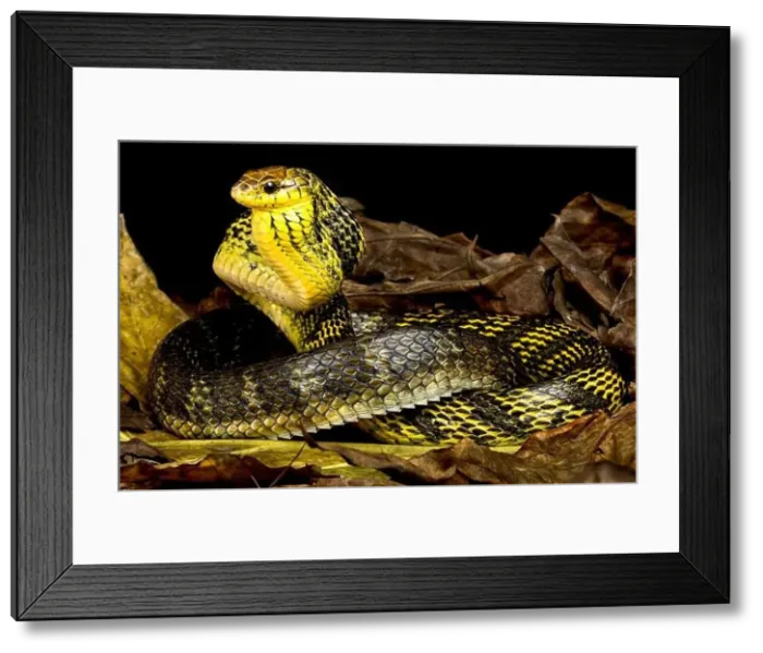 Framed Print : Yellow-bellied puffing snake (Pseustes sulphureus)