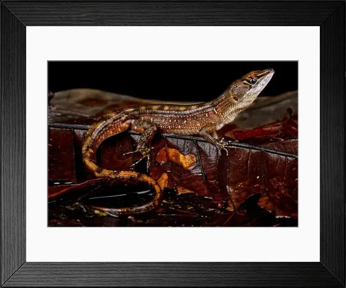 Framed Print : Two-faced Neusticurus (Neusticurus bicarinatus) Framed Print : Two-faced Neusticurus (Neusticurus bicarinatus)