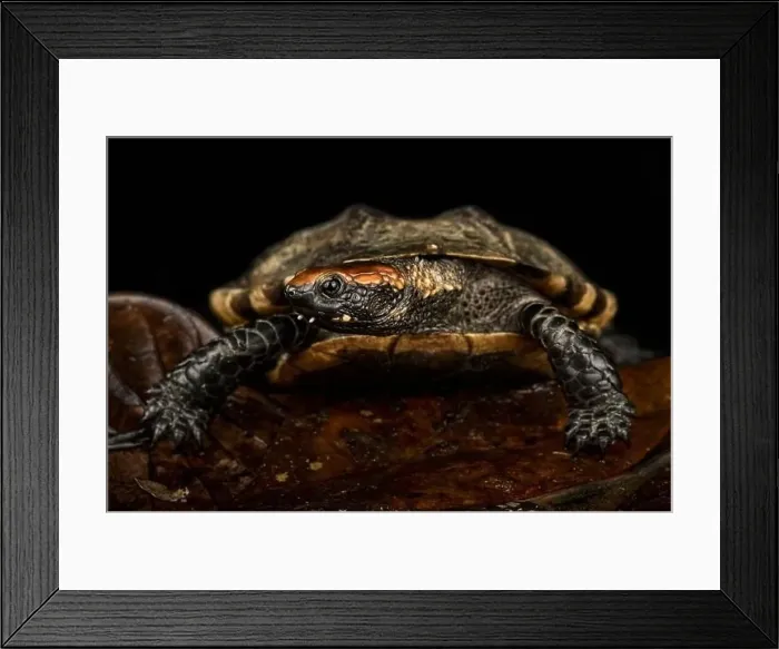 Framed Print : Twist-necked turtle (Platemys platycephala) Framed Print : Twist-necked turtle (Platemys platycephala)