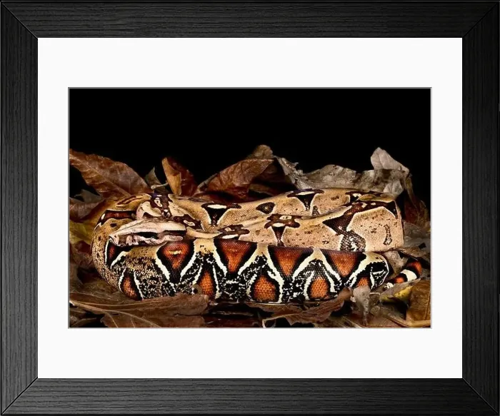 Framed Print : Suriname red tailed Boa (Boa constrictor constrictor) Framed Print : Suriname red tailed Boa (Boa constrictor constrictor)