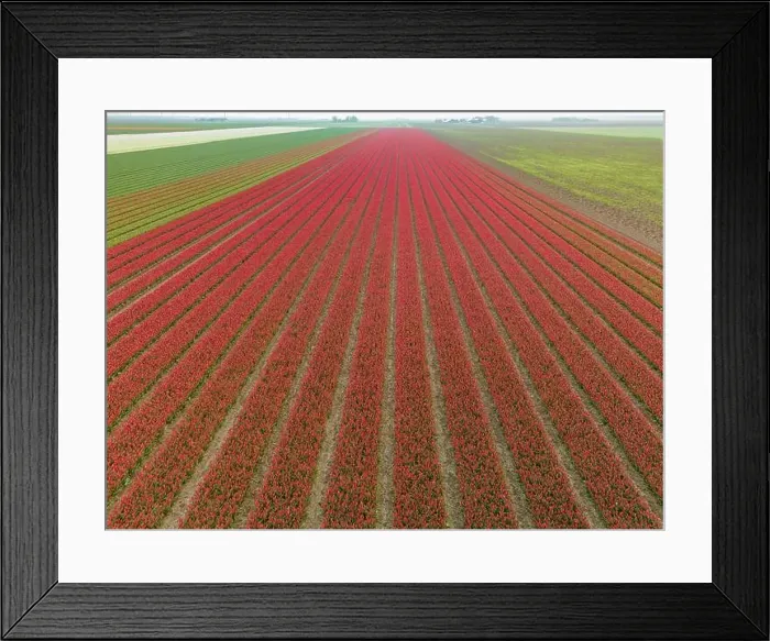 Framed Print : Dutch tulip fields from above leading towards a constuction site of modern windmills Framed Print : Dutch tulip fields from above leading towards a constuction site of modern windmills