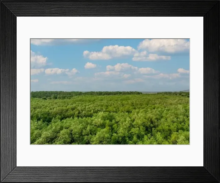 Framed Print : Green mangrove forest capture carbon dioxide Framed Print : Green mangrove forest capture carbon dioxide
