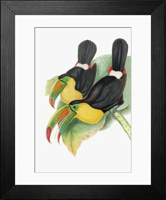 Framed Print : Beautiful 19th century Toucans illustration. Colorful tropical birds. Antique zoological illustration. Ca 1850