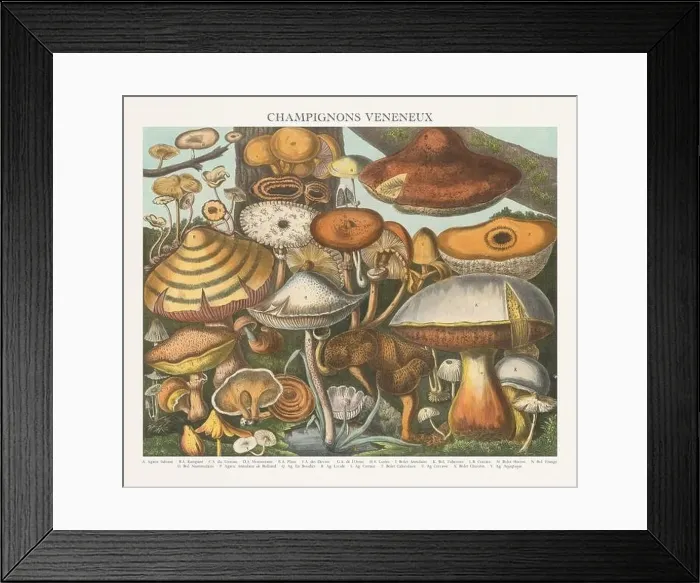 Framed Print : Antique Mushroom illustration. Plate of a beautifully illustrated Atlas of Mushrooms: Edible Framed Print : Antique Mushroom illustration. Plate of a beautifully illustrated Atlas of Mushrooms: Edible