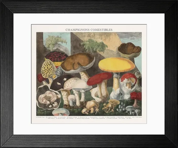 Framed Print : Antique Mushroom illustration. Plate of a beautifully illustrated Atlas of Mushrooms: Edible Framed Print : Antique Mushroom illustration. Plate of a beautifully illustrated Atlas of Mushrooms: Edible