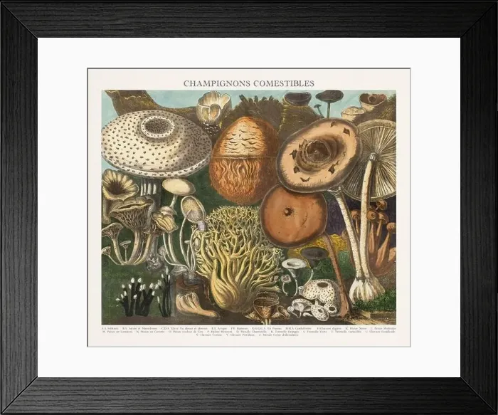 Framed Print : Antique Mushroom illustration. Plate of a beautifully illustrated Atlas of Mushrooms: Edible Framed Print : Antique Mushroom illustration. Plate of a beautifully illustrated Atlas of Mushrooms: Edible