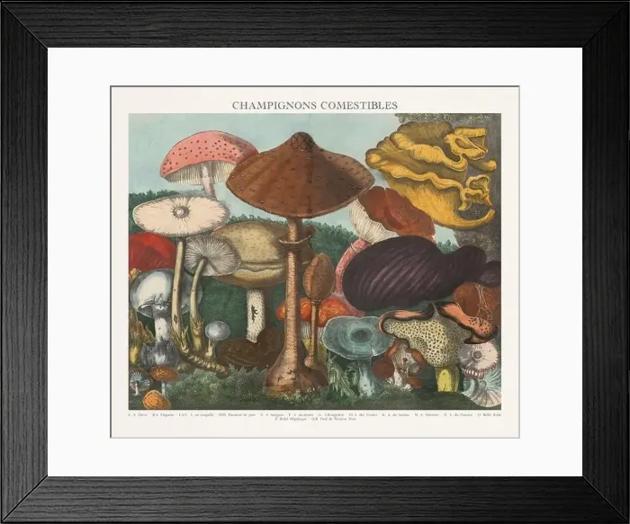 Framed Print : Antique Mushroom illustration. Plate of a beautifully illustrated Atlas of Mushrooms: Edible Framed Print : Antique Mushroom illustration. Plate of a beautifully illustrated Atlas of Mushrooms: Edible