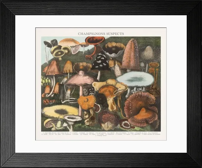 Framed Print : Antique Mushroom illustration. Plate of a beautifully illustrated Atlas of Mushrooms: Edible Framed Print : Antique Mushroom illustration. Plate of a beautifully illustrated Atlas of Mushrooms: Edible