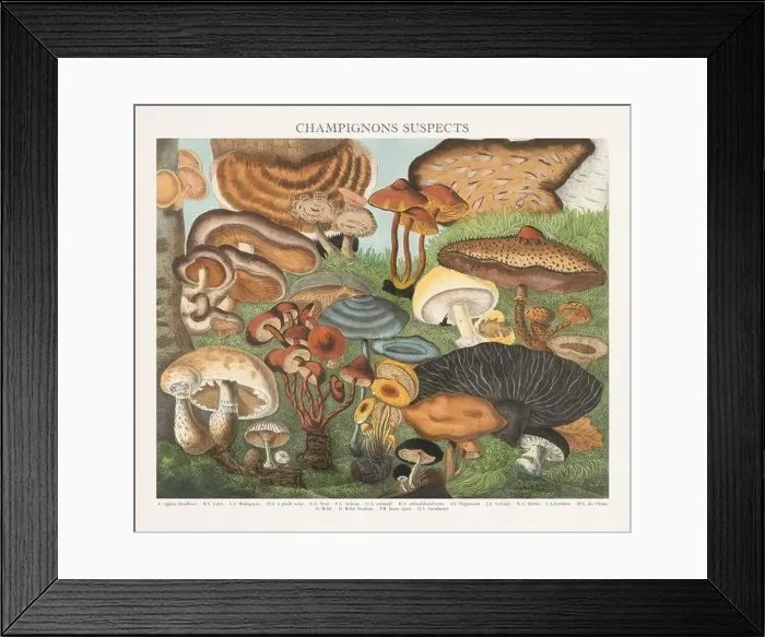 Framed Print : Antique Mushroom illustration. Plate of a beautifully illustrated Atlas of Mushrooms: Edible Framed Print : Antique Mushroom illustration. Plate of a beautifully illustrated Atlas of Mushrooms: Edible