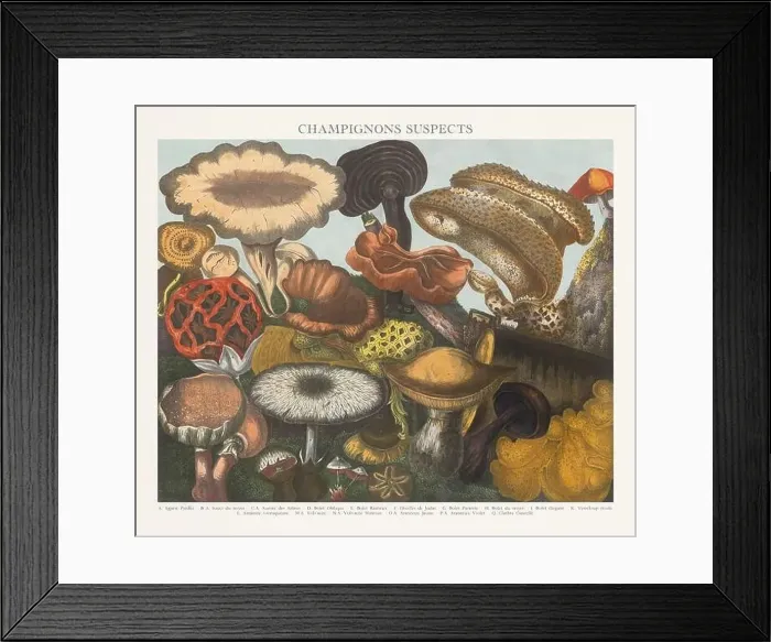 Framed Print : Antique Mushroom illustration. Plate of a beautifully illustrated Atlas of Mushrooms: Edible