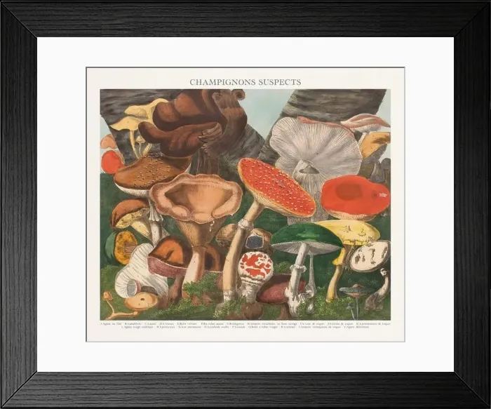 Framed Print : Antique Mushroom illustration. Plate of a beautifully illustrated Atlas of Mushrooms: Edible Framed Print : Antique Mushroom illustration. Plate of a beautifully illustrated Atlas of Mushrooms: Edible