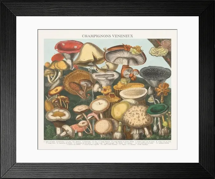 Framed Print : Antique Mushroom illustration. Plate of a beautifully illustrated Atlas of Mushrooms: Edible Framed Print : Antique Mushroom illustration. Plate of a beautifully illustrated Atlas of Mushrooms: Edible