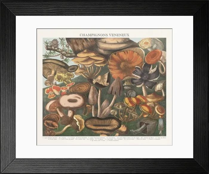 Framed Print : Antique Mushroom illustration. Plate of a beautifully illustrated Atlas of Mushrooms: Edible Framed Print : Antique Mushroom illustration. Plate of a beautifully illustrated Atlas of Mushrooms: Edible