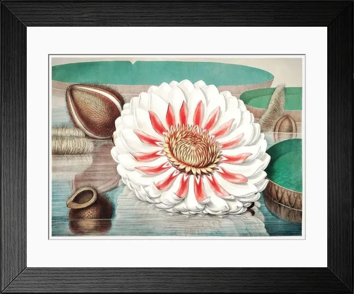 Framed Print : 19th Century flower Illustration: Victoria Regia, the Majestic Water Lily of America Framed Print : 19th Century flower Illustration: Victoria Regia, the Majestic Water Lily of America