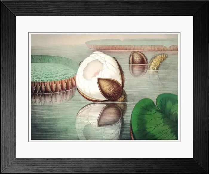 Framed Print : 19th Century flower Illustration: Victoria Regia, the Majestic Water Lily of America Framed Print : 19th Century flower Illustration: Victoria Regia, the Majestic Water Lily of America