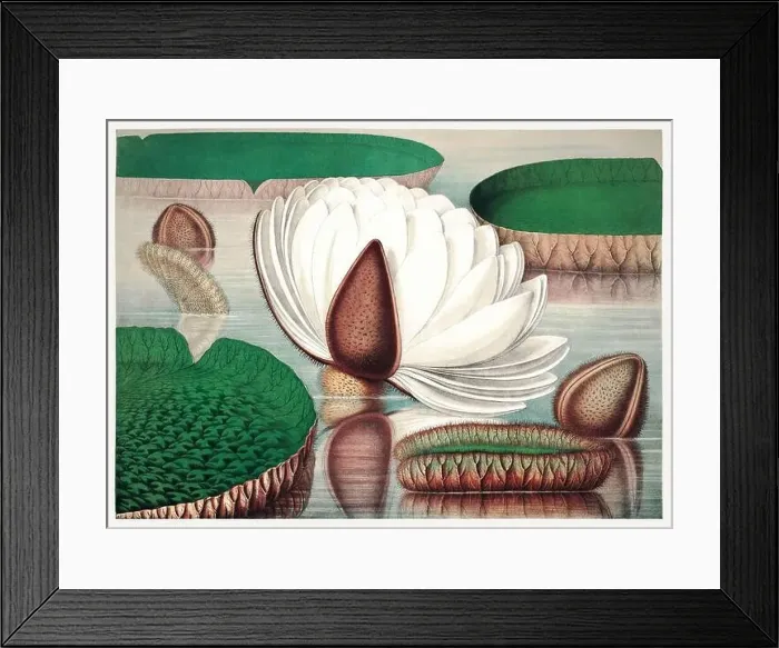 Framed Print : 19th Century flower Illustration: Victoria Regia, the Majestic Water Lily of America Framed Print : 19th Century flower Illustration: Victoria Regia, the Majestic Water Lily of America
