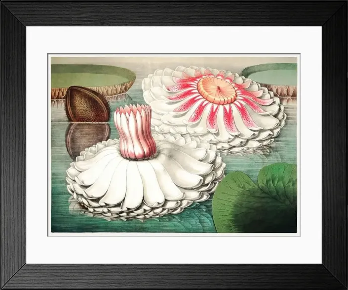 Framed Print : 19th Century flower Illustration: Victoria Regia, the Majestic Water Lily of America Framed Print : 19th Century flower Illustration: Victoria Regia, the Majestic Water Lily of America