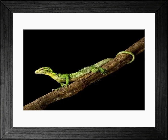 Framed Print : Emerald tree monitor (Varanus prasinus) on branch Framed Print : Emerald tree monitor (Varanus prasinus) on branch