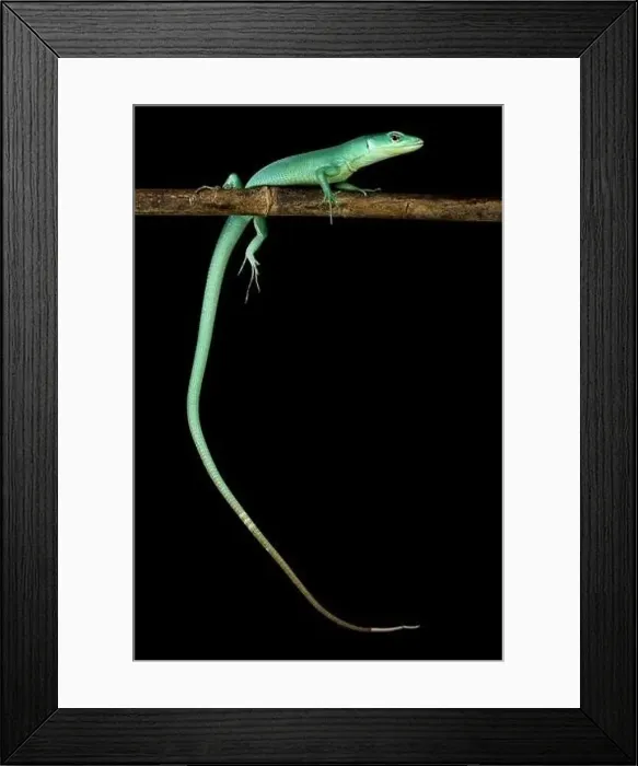Framed Print : Green keel-bellied lizard (Gastropholis prasina) Framed Print : Green keel-bellied lizard (Gastropholis prasina)