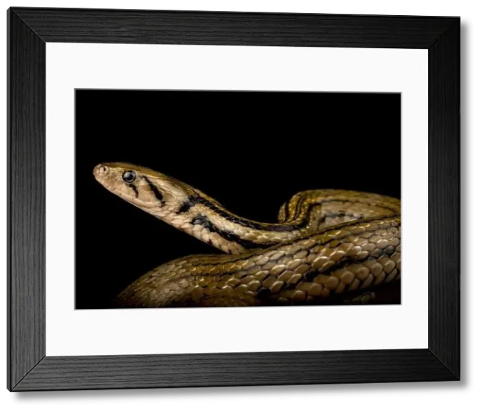 Framed Print : Javanese keel back water snake (Fowlea melanzosta) Framed Print : Javanese keel back water snake (Fowlea melanzosta)