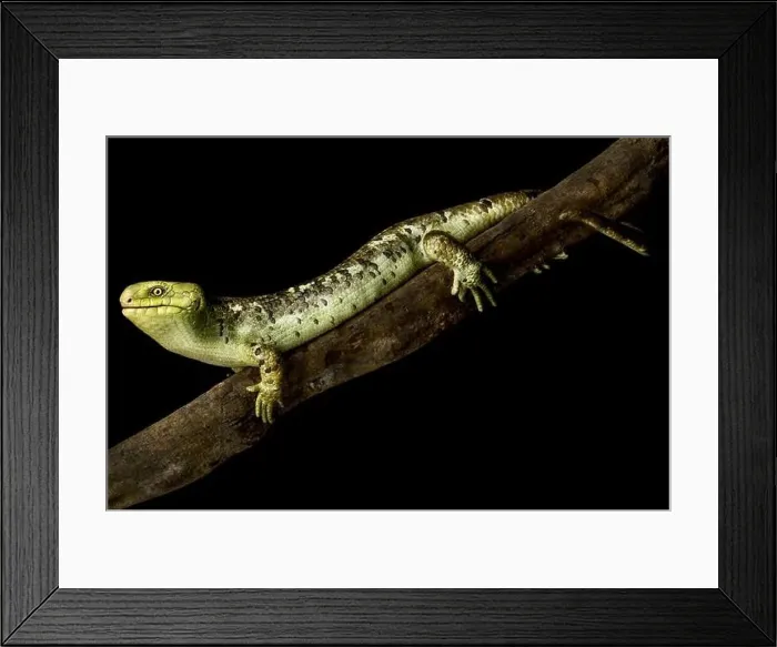 Framed Print : Solomon Islands skink or monkey skink (Corsica zebra) on branch Framed Print : Solomon Islands skink or monkey skink (Corsica zebra) on branch