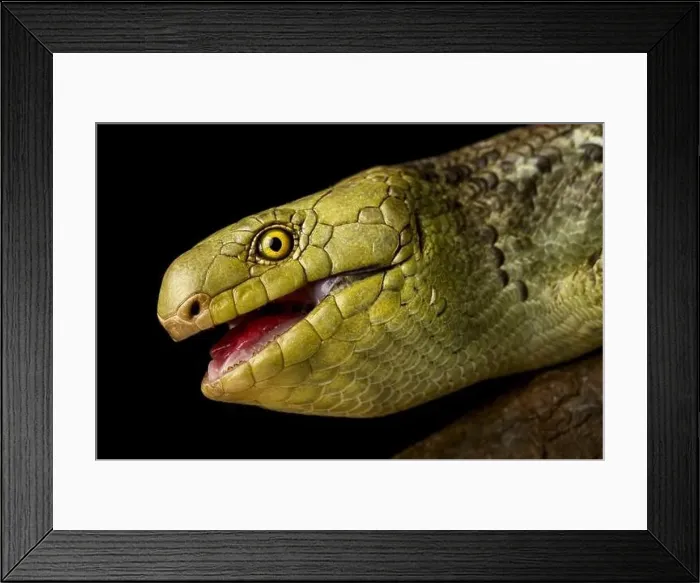 Framed Print : Solomons islands skink or monkey skink (Corsica zebrata) close up Framed Print : Solomons islands skink or monkey skink (Corsica zebrata) close up
