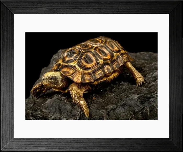 Framed Print : Spekes hinged tortoise (Kinixys spekii) Framed Print : Spekes hinged tortoise (Kinixys spekii)