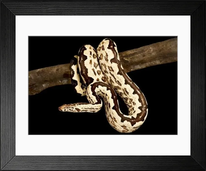 Framed Print : Solomon island ground boa (Candoia paulsoni) Framed Print : Solomon island ground boa (Candoia paulsoni)