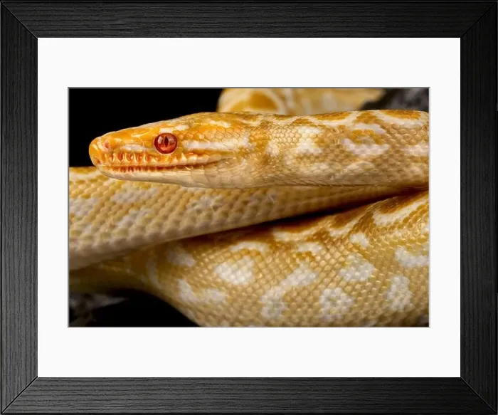 Framed Print : Albino rainbow boa (Epicrates cenchria cenchria) Framed Print : Albino rainbow boa (Epicrates cenchria cenchria)