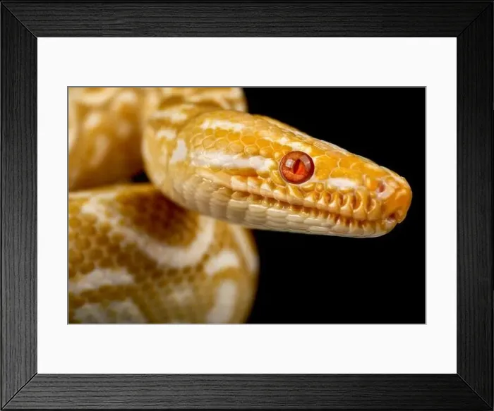 Framed Print : Albino rainbow boa (Epicrates cenchria cenchria) Framed Print : Albino rainbow boa (Epicrates cenchria cenchria)