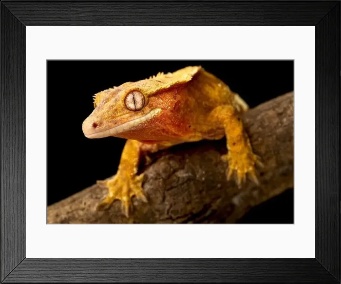 Framed Print : ©Matthijs Kuijpers Framed Print : ©Matthijs Kuijpers