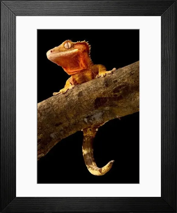 Framed Print : ©Matthijs Kuijpers Framed Print : ©Matthijs Kuijpers