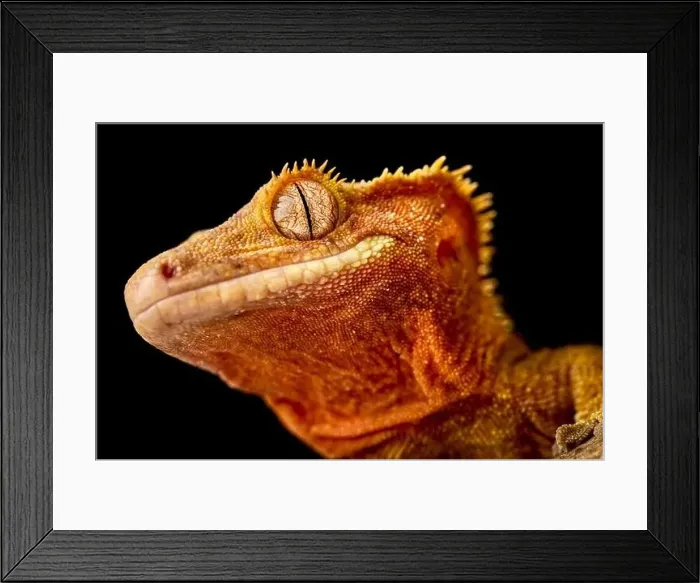 Framed Print : ©Matthijs Kuijpers Framed Print : ©Matthijs Kuijpers