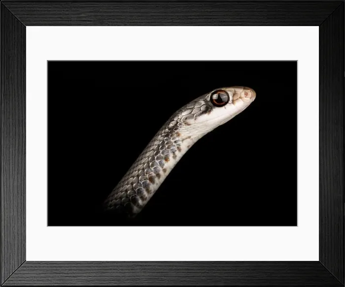 Framed Print : North American racer (Coluber constrictor) Framed Print : North American racer (Coluber constrictor)