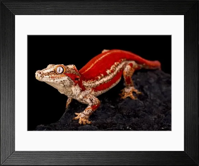 Framed Print : ©Matthijs Kuijpers Framed Print : ©Matthijs Kuijpers