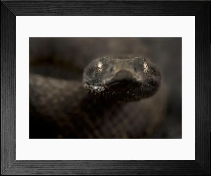 Framed Print : New Guinea viper boa (Candoia aspera) Framed Print : New Guinea viper boa (Candoia aspera)
