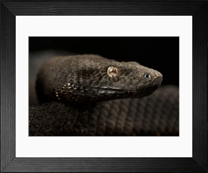 Framed Print : New Guinea viper boa (Candoia aspera) Framed Print : New Guinea viper boa (Candoia aspera)