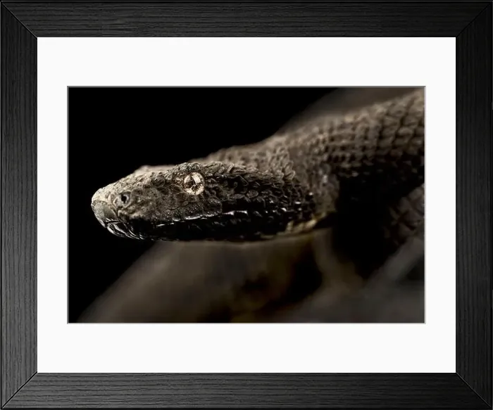Framed Print : New Guinea viper boa (Candoia aspera) Framed Print : New Guinea viper boa (Candoia aspera)