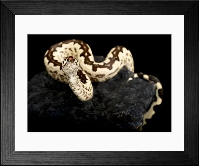 Framed Print : Solomon island ground boa (Candoia paulsoni) Framed Print : Solomon island ground boa (Candoia paulsoni)