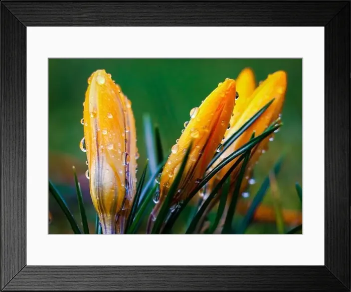Framed Print : yellow crocuses with rain drops in a macro Framed Print : yellow crocuses with rain drops in a macro