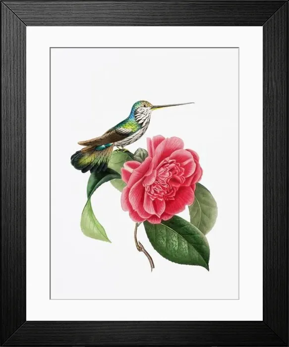 Framed Print : A delightful illustration featuring a hummingbird on a camellia flower Framed Print : A delightful illustration featuring a hummingbird on a camellia flower