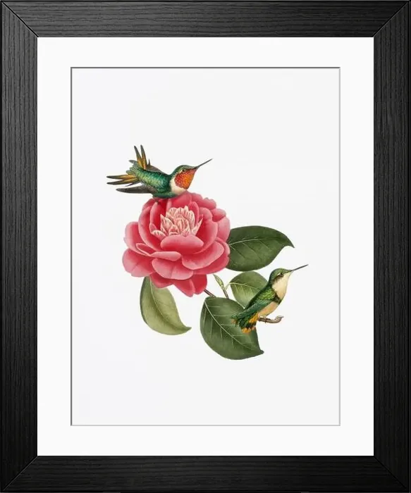 Framed Print : A delightful illustration featuring two hummingbirds on a camellia flower Framed Print : A delightful illustration featuring two hummingbirds on a camellia flower