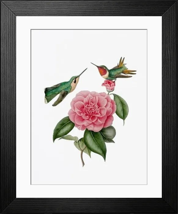 Framed Print : A delightful illustration featuring two hummingbirds on a camellia flower Framed Print : A delightful illustration featuring two hummingbirds on a camellia flower