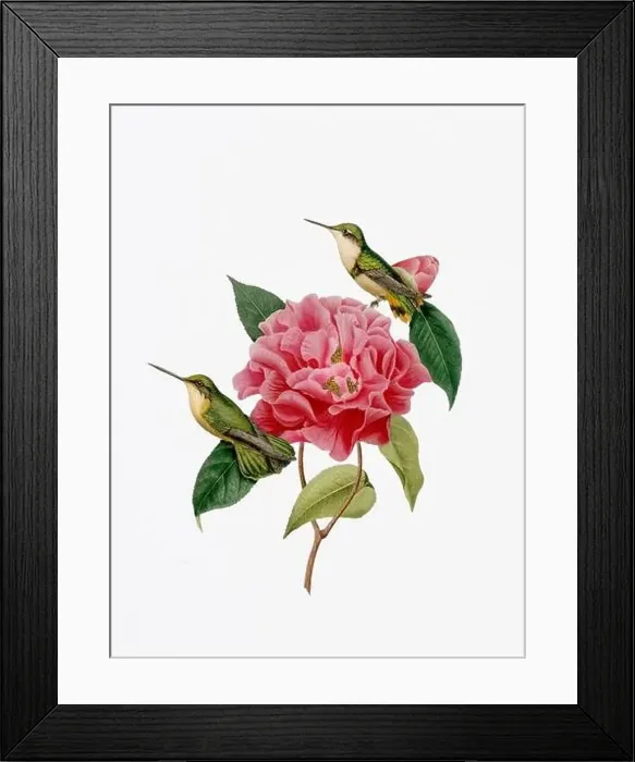 Framed Print : A delightful illustration featuring two hummingbirds on a camellia flower Framed Print : A delightful illustration featuring two hummingbirds on a camellia flower