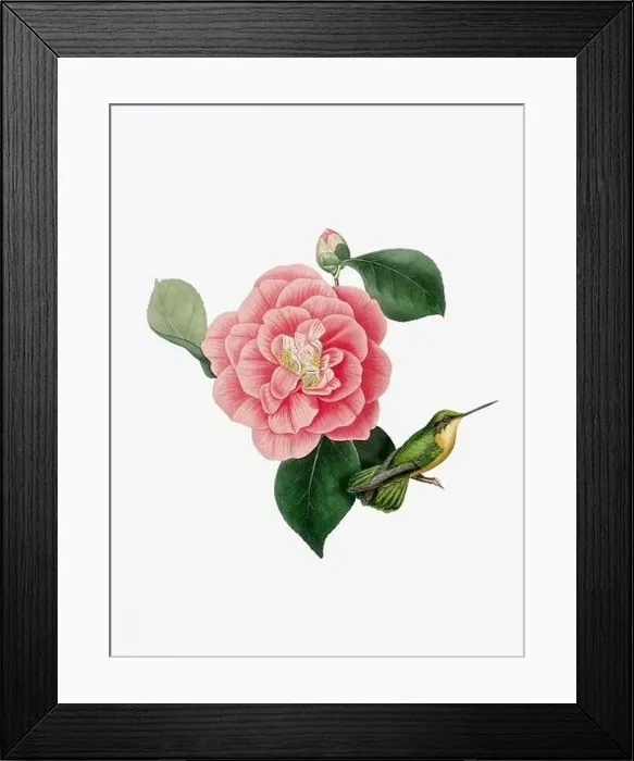 Framed Print : A delightful illustration featuring a hummingbird on a camellia flower Framed Print : A delightful illustration featuring a hummingbird on a camellia flower