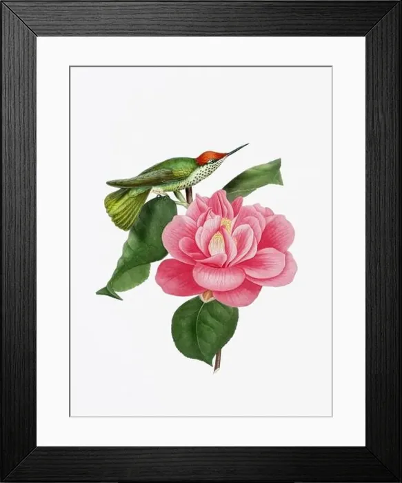 Framed Print : A delightful illustration featuring a hummingbird on a camellia flower Framed Print : A delightful illustration featuring a hummingbird on a camellia flower