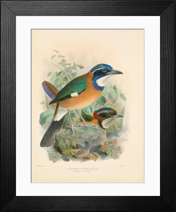 Framed Print : Bird illustrations. Majestic Blue Birds of the 19th Century Framed Print : Bird illustrations. Majestic Blue Birds of the 19th Century