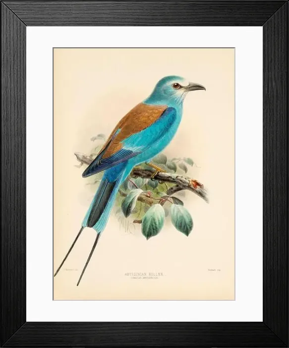 Framed Print : Bird illustrations. Majestic Blue Birds of the 19th Century Framed Print : Bird illustrations. Majestic Blue Birds of the 19th Century