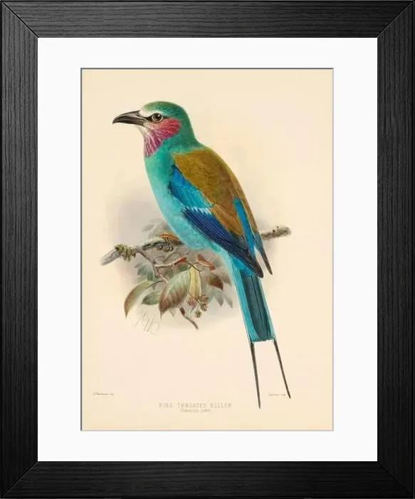 Framed Print : Bird illustrations. Majestic Blue Birds of the 19th Century Framed Print : Bird illustrations. Majestic Blue Birds of the 19th Century