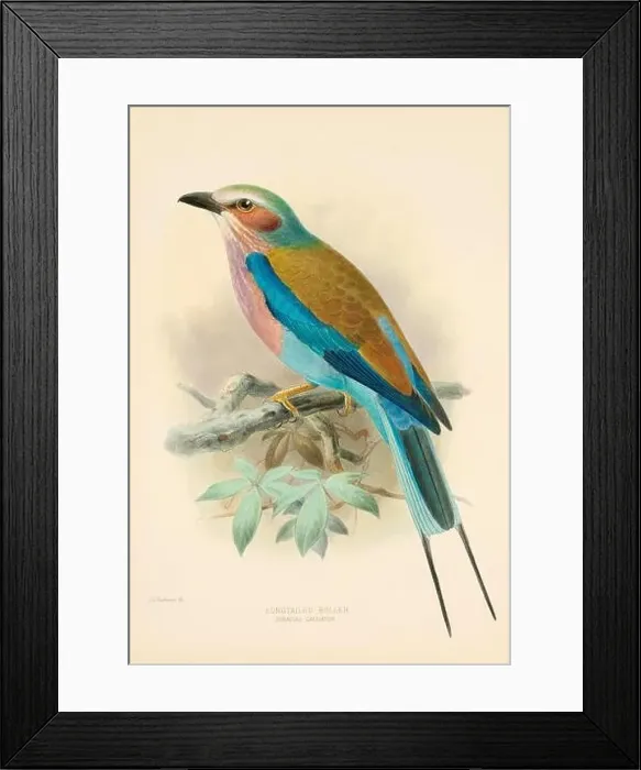 Framed Print : Bird illustrations. Majestic Blue Birds of the 19th Century Framed Print : Bird illustrations. Majestic Blue Birds of the 19th Century